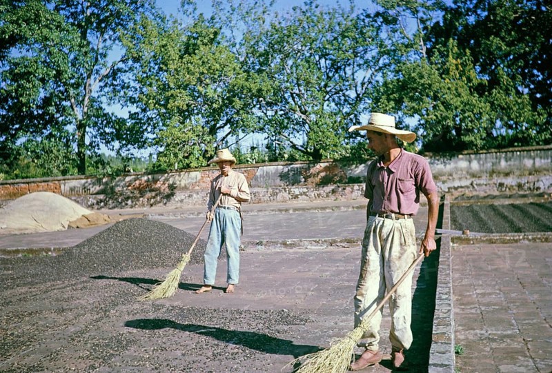 Workers with brooms sweeping coffee in the yard, Fazenda Sant' Anna, Campinas, Brazil, South America 1962, South America