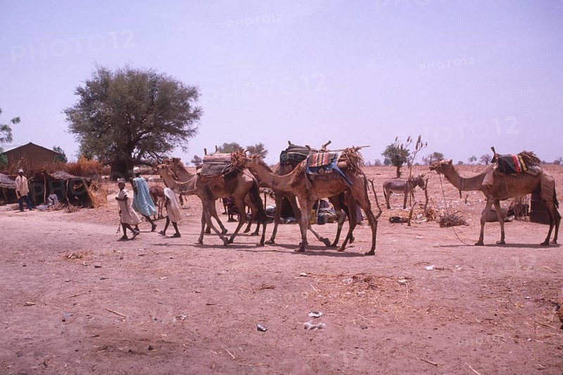 Life in the Sahel region of northern Nigeria, west Africa, early 1980s - camels being led into a village