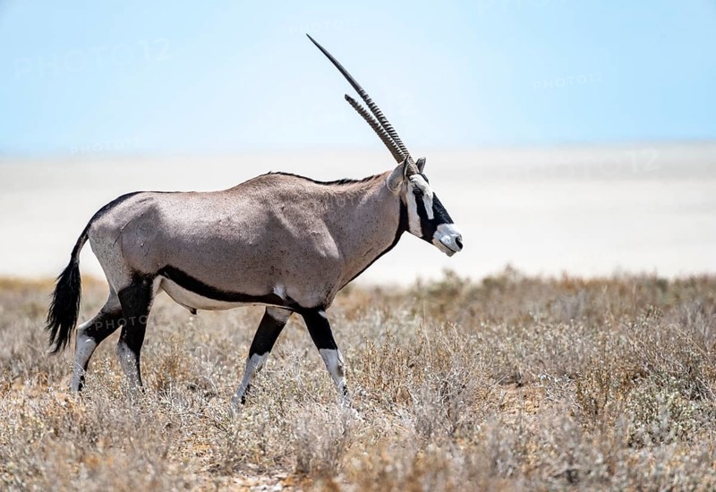 Gemsbok (Oryx gazella) in dry savannah at the Etosha salt pan, Etosha National Park, Namibia, Africa