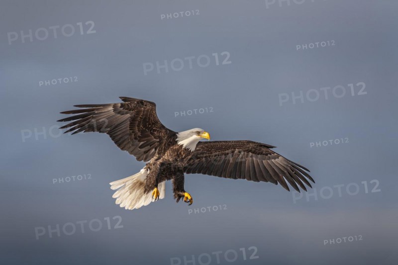 Bald eagle, Haliaeetus leucocephalus, flying, adult, winter, Homer, Alaska, USA, North America