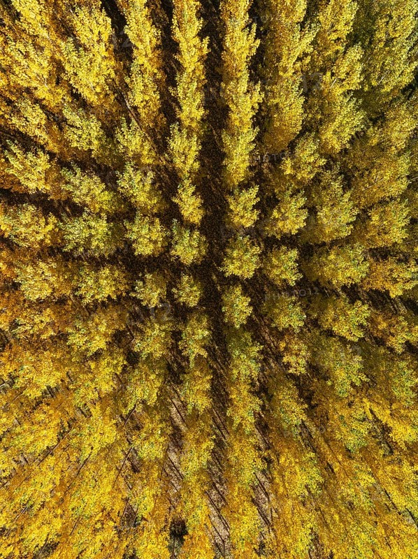 European Aspen (Populus tremula) in autumnal colours. Cultivated for timber. Aerial view. Drone shot. Granada province, Andalusia, Spain, Europe