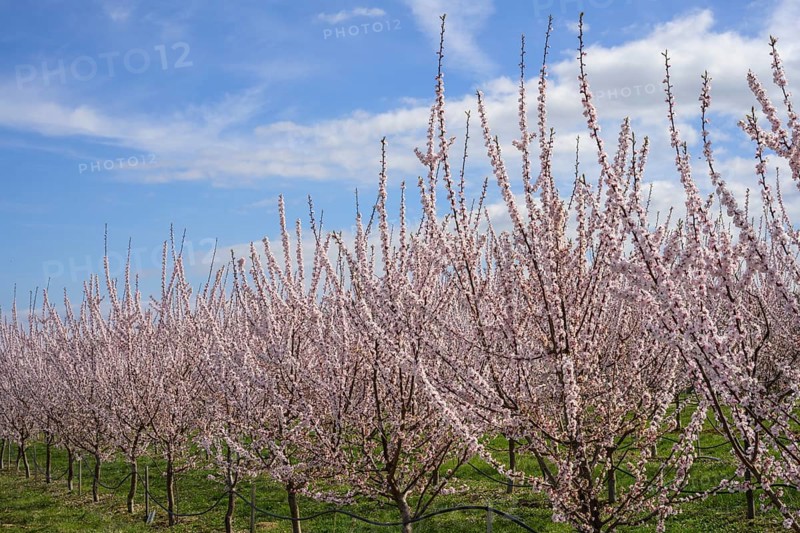 Peach trees in bloom, Paudorf, Lower Austria, Austria, Europe