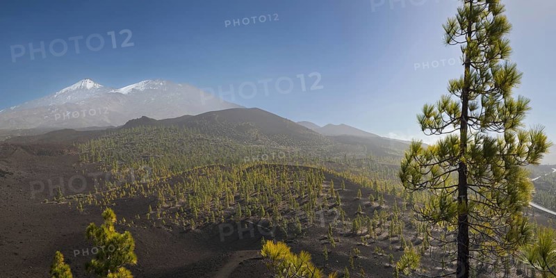 Canary Island pines (Pinus canariensis), Mirador de Chio, Teide National Park, Tenerife, Canary Islands, Spain, Europe
