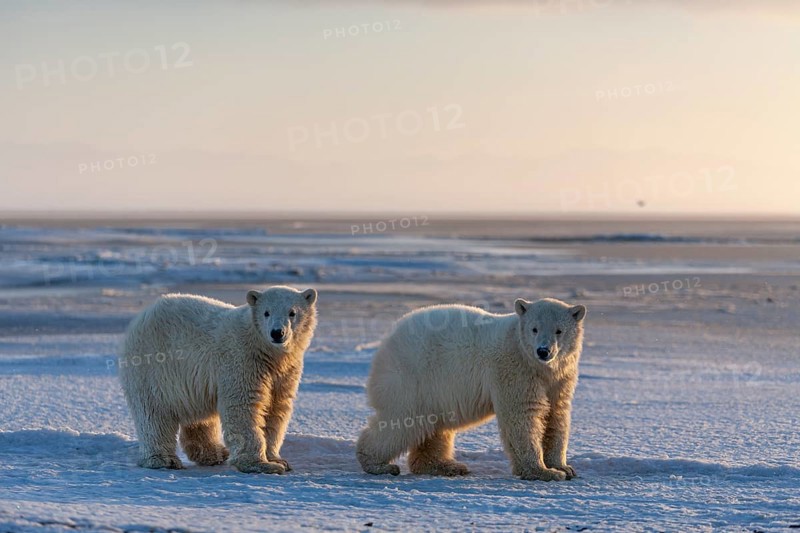 Polar bear (Ursus maritimus), two cubs standing in the snow, evening light, pack ice, Kaktovik, Arctic National Wildlife Refuge, Alaska, USA, North America