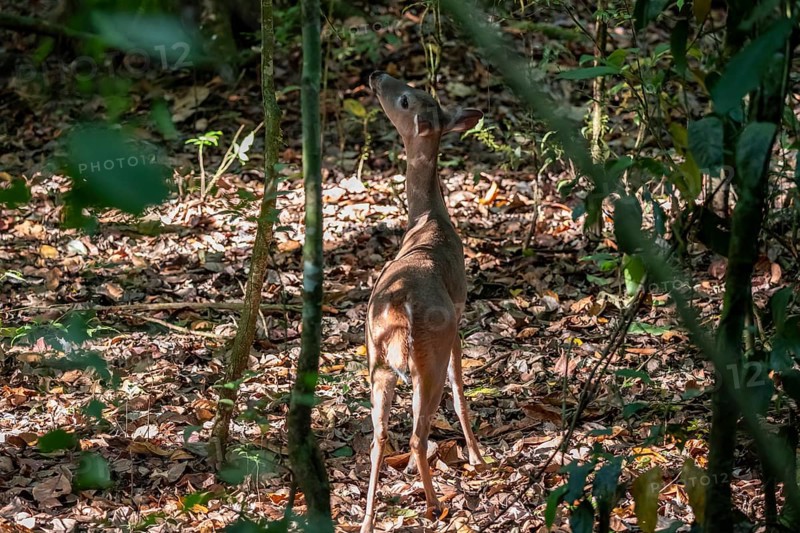 White-tailed deer (Odocoileus virginianus), female in the rainforest, Manuel Antonio National Park, Puntarenas district, Costa Rica, Central America