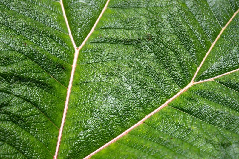 Mammoth leaf (poorman's umbrella), leaf structure, detail of a leaf, Poás National Park, central highlands, Alajuela province, Costa Rica, Central America