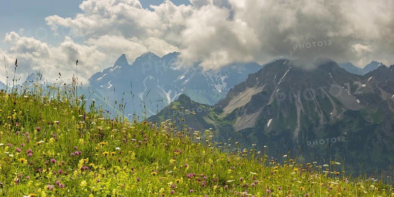 Summer in the Allgäu, mountain panorama over a lush blooming mountain flower meadow on the Fellhorn 2037m, to the Allgäu main ridge with Trettachspitze 2595m, Mädelegabel 2645m, Bockkarkopf 2609m and Hochfrottspitze 2649m, Allgäu Alps, Allgäu, Bavaria, Germany, Europe