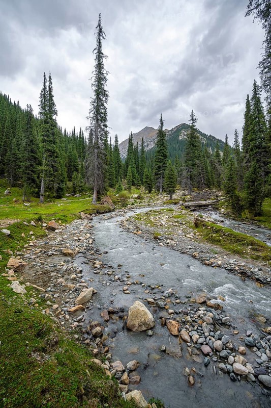 Green mountain valley with forest and mountain stream, Chong Kyzyl Suu Valley, Terskey Ala Too, Tien-Shan Mountains, Kyrgyzstan, Asia