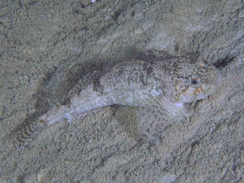A well-camouflaged european bullhead (Cottus Gobio), bullhead, dolm, lies on the sandy bottom. Dive site Großer Parkplatz, Herrliberg, Lake Zurich, Canton Zurich, Switzerland, Europe
