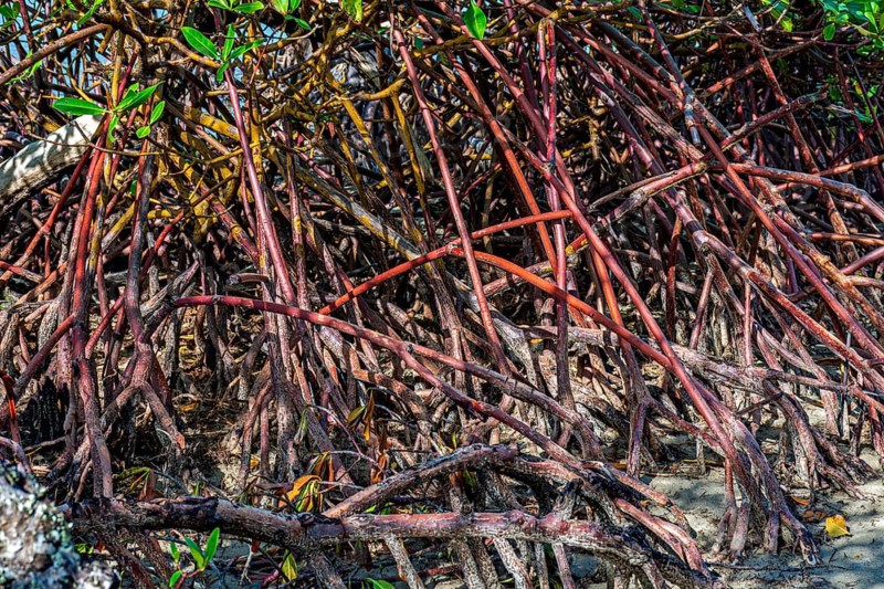 Mangrove roots sprouting in the sand of Sargi beach on the south coast of the state of Bahia, Brazil, Sargi beach, Serra Grande, Bahia, Brazil, South America