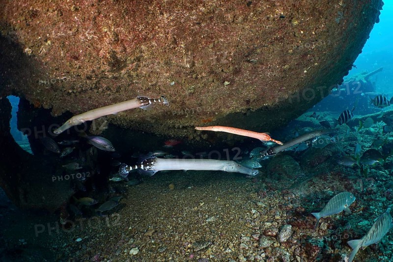 Several specimens of Atlantic cornetfish (Aulostomus strigosus) swim under a wreck on a pebbly seabed in the blue ocean. Dive site Wreck of the Condesito, Las Galletas, Tenerife, Canary Islands, Spain, Europe
