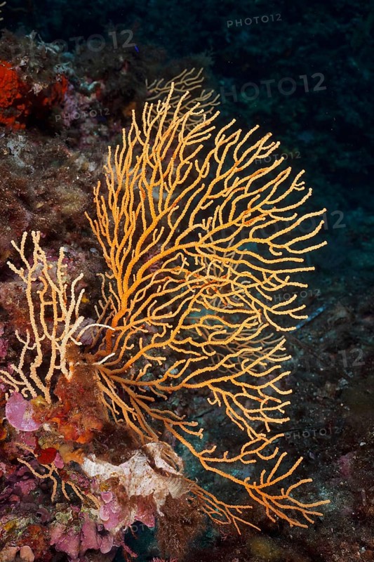 Yellow gorgonian (Eunicella cavolinii), dive site peninsula Giens near Hyères, Mediterranean Sea, Côte d'Azur, France, Europe