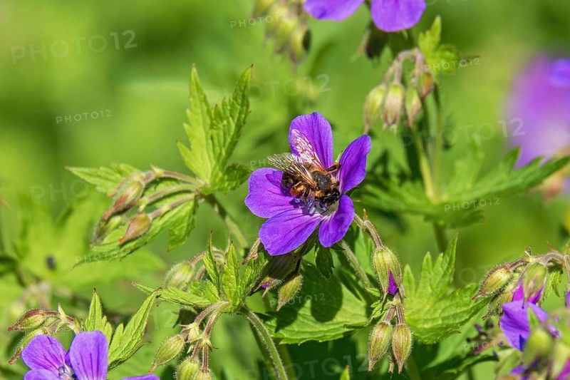 Blomming Wood cranesbill (Geranium sylvaticum) with a pollinating bumblebee