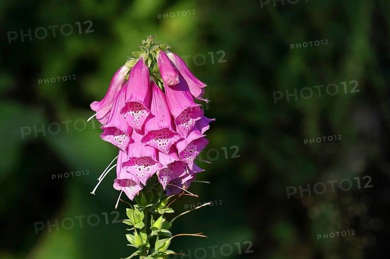 Common foxglove (Digitalis purpurea), flowers, from the plantain family, highly toxic, deadly poisonous plant, Wilnsdorf, North Rhine-Westphalia, Germany, Europe