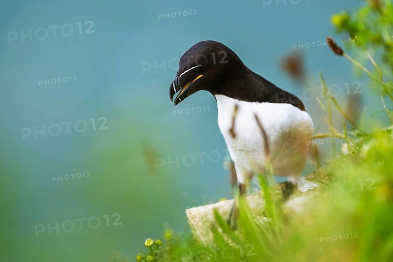 Razorbill, Alca Torda, birds on cliffs, Bempton Cliffs, North Yorkshire, England, United Kingdom, Europe