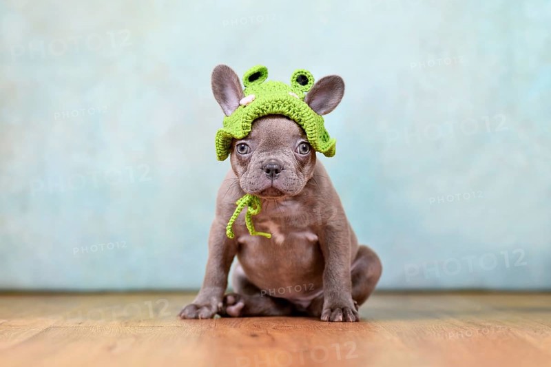 Funny young Lilac Brindle French Bulldog dog puppy with knitted frog hat sitting in front of blue studio background