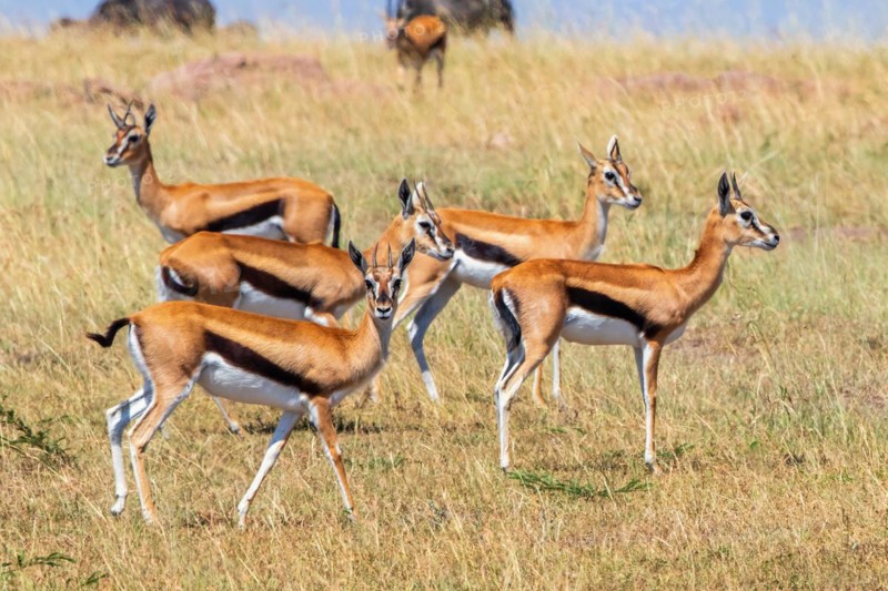 Group of Thomson's gazelle (Eudorcas thomsonii) on the savanna in Africa, Maasai Mara National Reserve, Kenya, Africa
