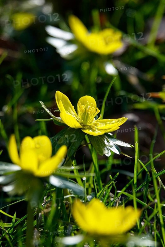 Winter aconites (Eranthis hyemalis), January, Saxony, Germany, Europe