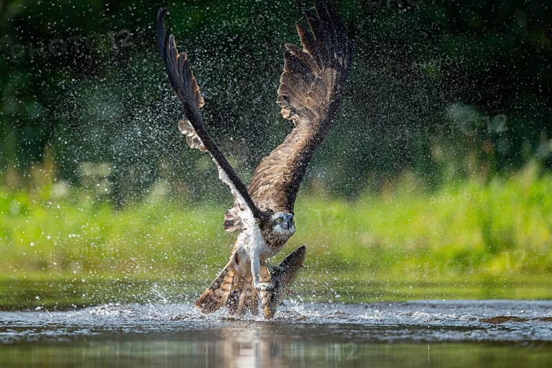 Western osprey (Pandion haliaetus) hunting, Aviemore, Scotland, Great Britain