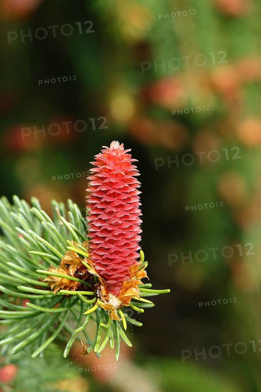 European spruce (Picea abies), inflorescence, female flower, becomes a spruce cone, Wilden, North Rhine-Westphalia, Germany, Europe