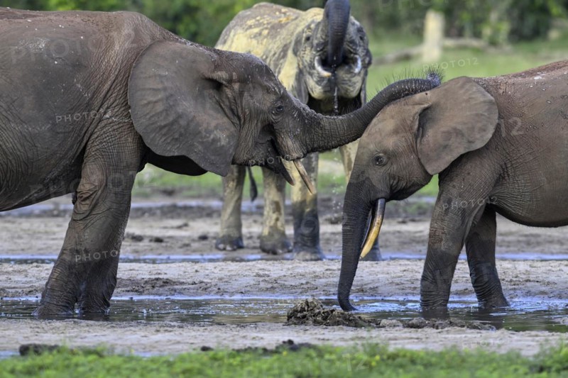 African forest elephants (Loxodonta cyclotis) in the Dzanga Bai forest clearing, Dzanga-Ndoki National Park, Unesco World Heritage Site, Dzanga-Sangha Complex of Protected Areas (DSPAC), Sangha-Mbaéré Prefecture, Central African Republic, Africa