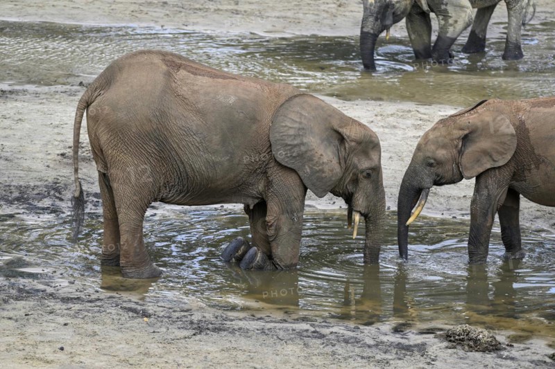 African forest elephants (Loxodonta cyclotis) in the Dzanga Bai forest clearing, Dzanga-Ndoki National Park, Unesco World Heritage Site, Dzanga-Sangha Complex of Protected Areas (DSPAC), Sangha-Mbaéré Prefecture, Central African Republic, Africa