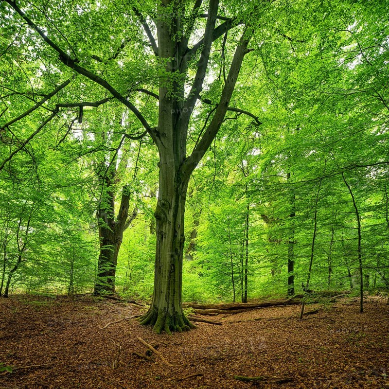 Untouched near-natural mixed deciduous forest with old beech and oak trees, Sababurg primeval forest, Reinhardswald, Hesse, Germany, Europe