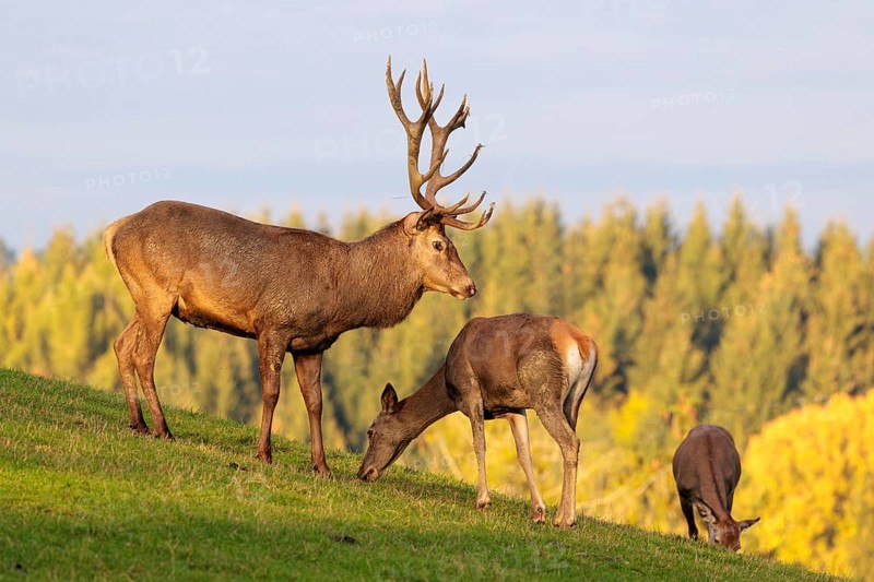 A red deer stag (Cervus elaphus) runs across a meadow in the beautiful morning light, down a hill towards two grazing hinds