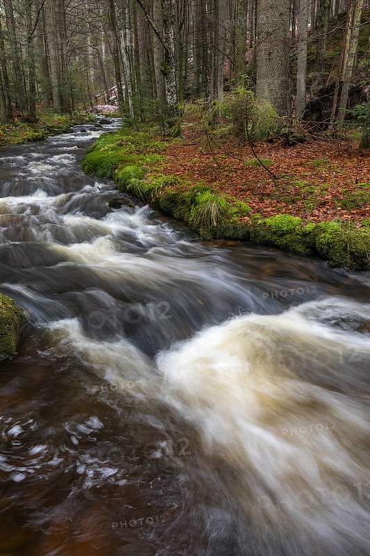 Kleine Ohe creek below Waldhaeuser village in the Bavarian Forest Nationalpark. Flowing water and fallen trees