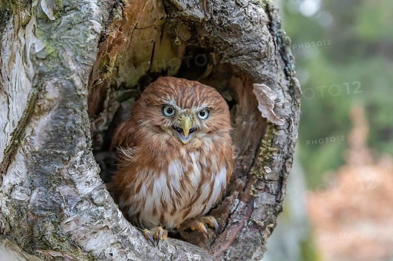 One East Brazilian pygmy owl (Glaucidium minutissimum), also known as least pygmy-owl or Sick's pygmy-owl, sitting in a hole of a birch tree