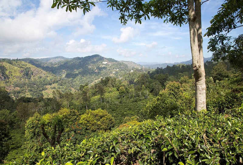 Lush green landscape looking over a tea plantation at Ella, Badulla District, Uva Province, Sri Lanka, Asia