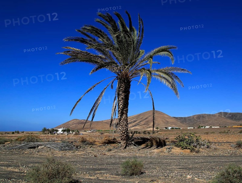 Date palm tree against deep blue sky in semi-desert near Pajara, Fuerteventura, Canary Islands, Spain, Europe