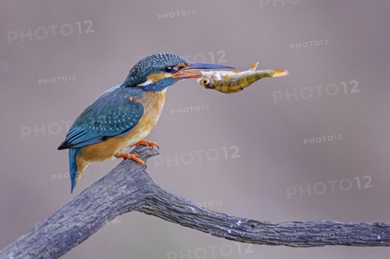 Common kingfisher (Alcedo atthis) Indicator of clean watercourses, mating feeding, female with perch as prey, fishing, hunting, Flying Gemstone, Middle Elbe River Landscape, Middle Elbe Biosphere Reserve, Saxony-Anhalt, Germany, Europe
