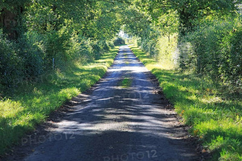 Narrow treelined country road at Hoo, Suffolk, England, UK grass growing in the middle wide depth of field