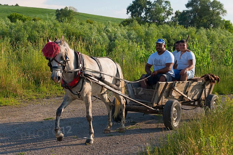 Three men travelling in a horse-drawn carriage along a path next to a field, Golyamo Novo, Targovishte, Bulgaria, Europe