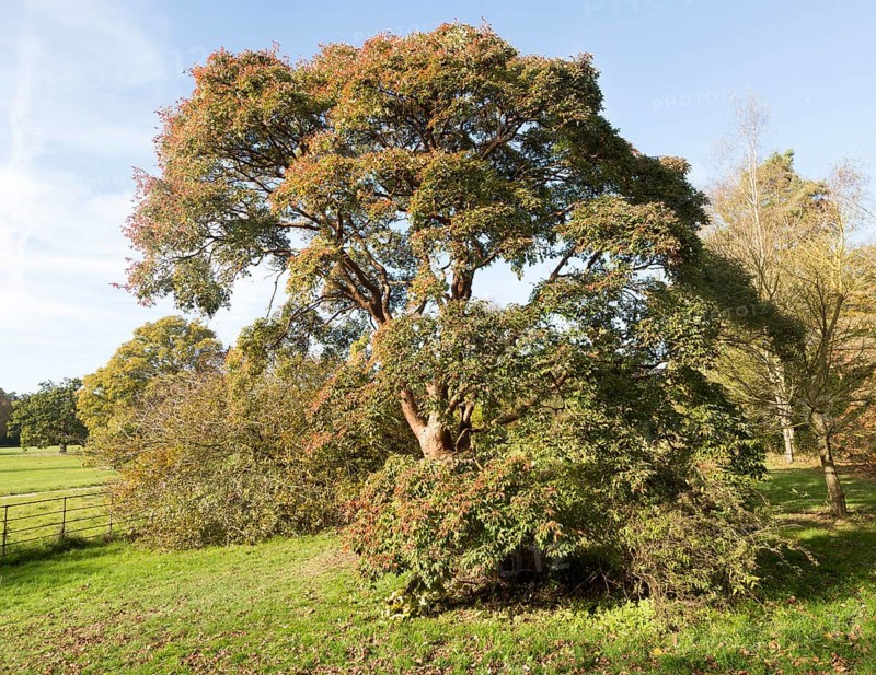 Paperbark maple tree, acer griseum, National arboretum, Westonbirt arboretum, Gloucestershire, England, UK