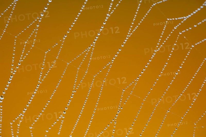 Dewdrops on a spider's web, Switzerland, Europe