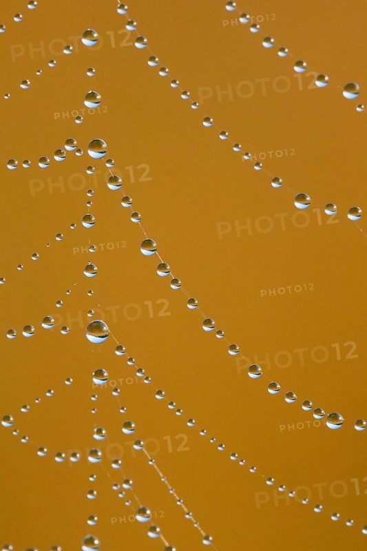 Dewdrops on a spider's web, Switzerland, Europe