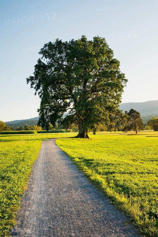Path leads under a large oak tree on Lake Greifensee in the canton of Zurich, Switzerland, Europe