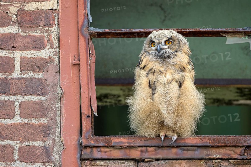 Eurasian eagle-owl (Bubo bubo), fledged young bird, in an old window frame, industrial building, Ewald colliery, Herten, Ruhr area, North Rhine-Westphalia, Germany, Europe