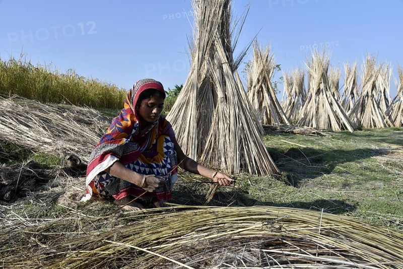 Farmer extracts jute fibre from retted Jute Stem at Jania village in Barpeta district, some 150 kms from Guwahati, in Assam, India on Monday, 12 November 2018