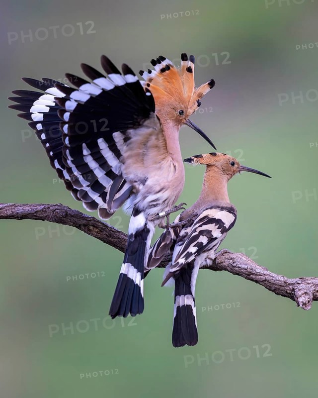 Hoopoe (Upupa epops) Bird of the Year 2022, courtship, mating, pair, male, female, bridal gift, interaction, erected bonnet, sunrise, Middle Elbe Biosphere Reserve, Saxony-Anhalt, Germany, Europe