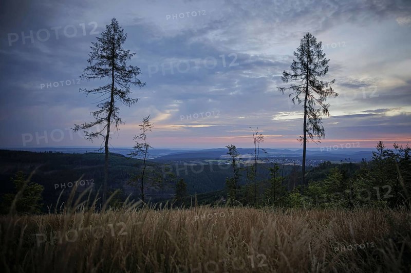 Symbolic photo on the subject of forest dieback. Bare trees at dawn on an area infested by the bark beetle near Ilmenau in the Thuringian Forest. Ilmenau, 26.07.2024