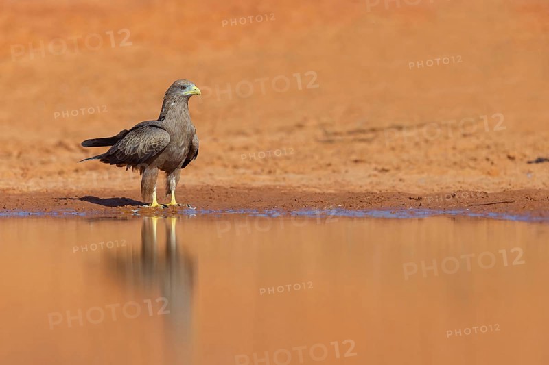 Black Kite, (Milvus aegyptius), Morgan Kunda lodge / road to Kat, Jajari, North Bank, Gambia, Africa