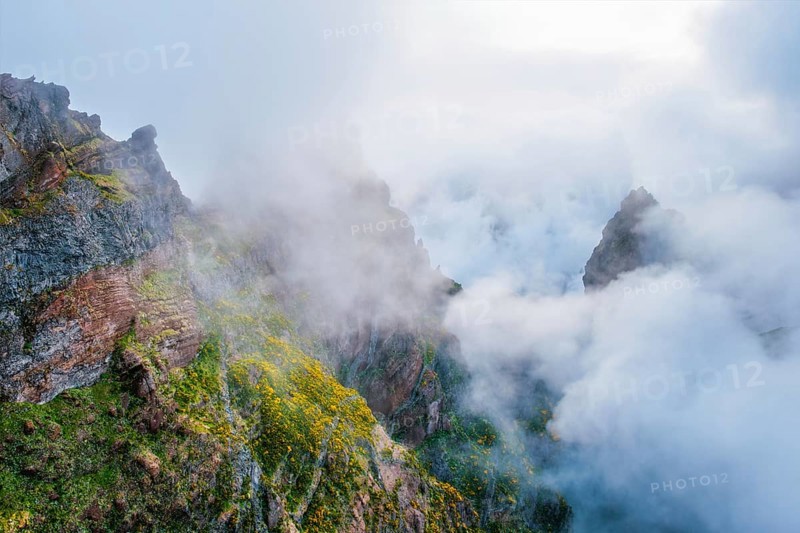A mountain covered in fog and clouds with blooming Cytisus shrubs. Near Pico de Arieiro, Madeira island, Portugal, Europe