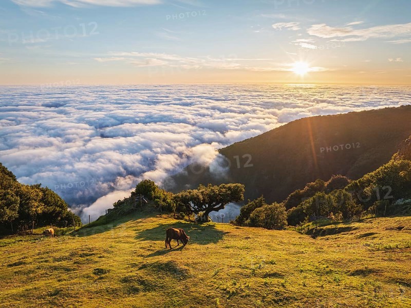 Aerial view of sunrise above clouds and green hills with cows grazing at Fanal mountain, Madeira island, Portugal, Europe
