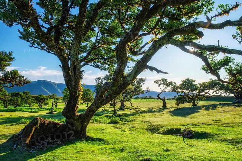 Centuries-old til trees in fantastic magical idyllic Fanal Laurisilva forest on sunset. Madeira island, Portugal, Europe
