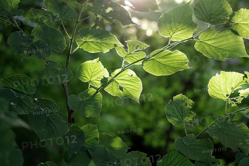 Linden tree (Tilia), leaves, branch, green, sunlight, The leaves of the lime tree are illuminated by the sun. Some leaves on the branch glow brightly from the sunlight