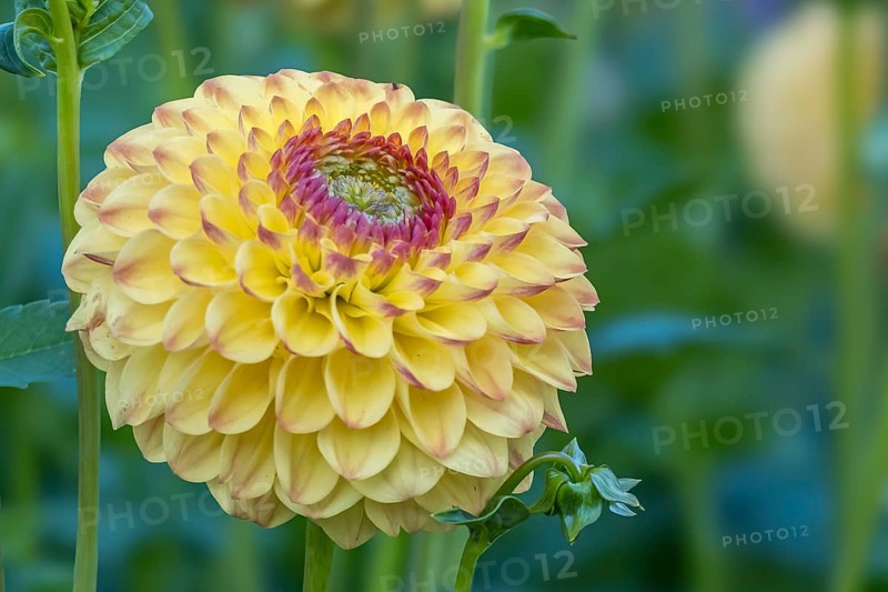 Dahlia (Dahlia), Münsterland, North Rhine-Westphalia, Germany, Europe