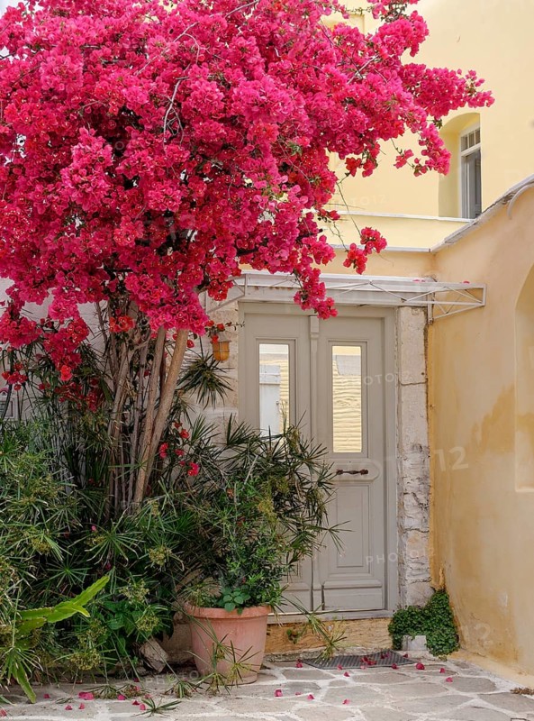 House entrance with bougainvillea or triplet flower (bougainvillea), Parikia, Paros, Klyklades, Greece, Europe